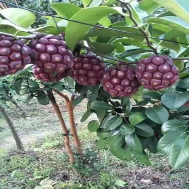 水果黑老虎怎么吃